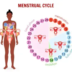 Cykl menstruacyjny: owulacja (dzień 14) to kluczowy moment, po którym następuje faza lutealna. Obrazek pokazuje fazy cyklu i narządy rodne.