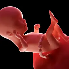 Płód w 16 tygodniu ciąży, czyli w czwartym miesiącu rozwoju. Dziecko rozwija się w łonie matki.