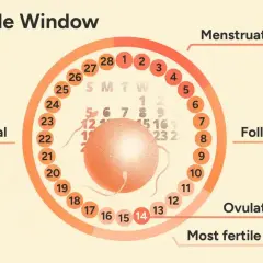 Cykl płciowy: owulacja ile dni po okresie wypada ok. 14. dnia. Wykres pokazuje fazy: menstruacja, folikularna, owulacja, lutealna.
