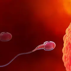 Spermatozoa zbliżają się do komórki jajowej, rozpoczynając proces zapłodnienia i potencjalną implantację.