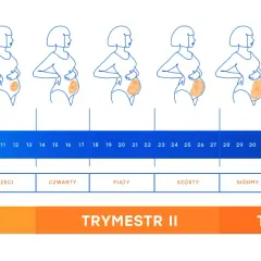 Grafika pokazuje etapy ciąży, od pierwszych tygodni do 40. tygodnia, z widocznymi zmianami sylwetki i rozwojem dziecka.