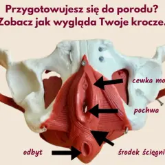 Model miednicy z zaznaczonymi strukturami: cewka moczowa, pochwa, odbyt i środek ścięgnisty krocza. Kluczowe dla porodu naturalnego krocze.