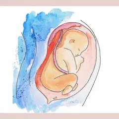 Ilustracja przedstawia dziecko w łonie matki, ułożone pośladkami do dołu, co może sugerować poród pośladkowy.