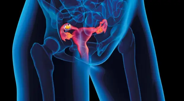 Widok anatomiczny ukazujący macicę w ciąży z widocznym zarodkiem w jajowodzie.