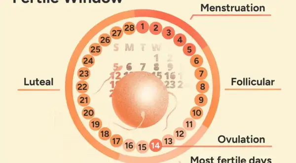 Cykl płciowy: owulacja ile dni po okresie wypada ok. 14. dnia. Wykres pokazuje fazy: menstruacja, folikularna, owulacja, lutealna.