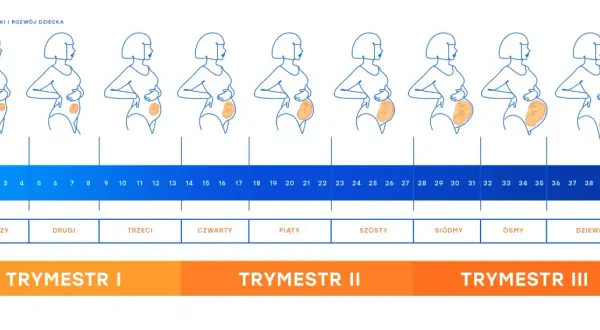 Zmiany sylwetki kobiety i rozwój dziecka przez miesiące ciąży, od pierwszego do dziewiątego miesiąca, z podziałem na tygodnie i trymestry.
