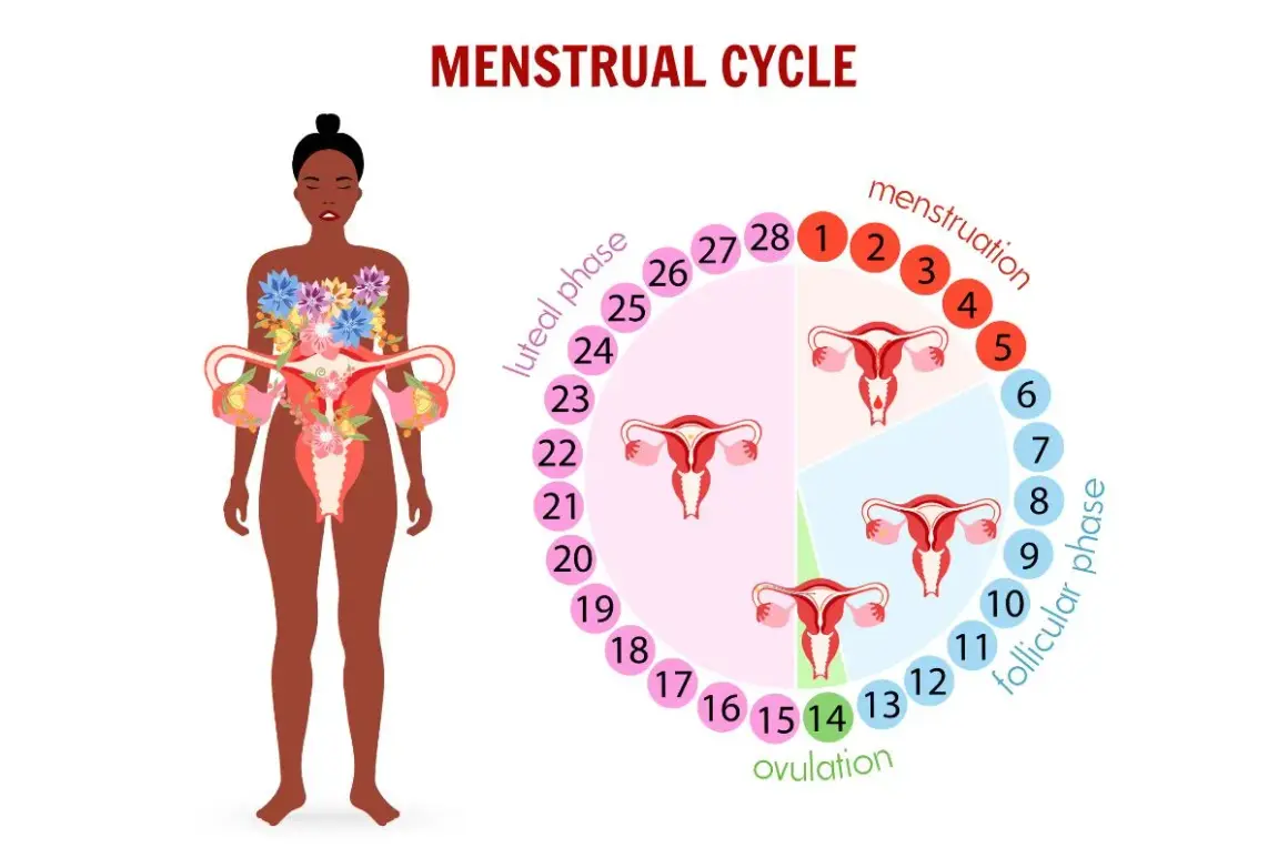 Cykl menstruacyjny: owulacja (dzień 14) to kluczowy moment, po którym następuje faza lutealna. Obrazek pokazuje fazy cyklu i narządy rodne.