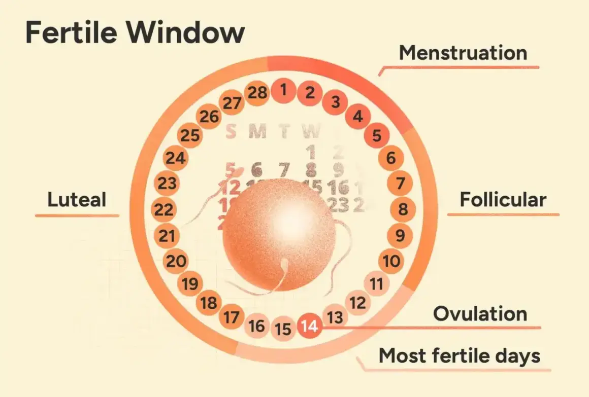 Cykl płciowy: owulacja ile dni po okresie wypada ok. 14. dnia. Wykres pokazuje fazy: menstruacja, folikularna, owulacja, lutealna.
