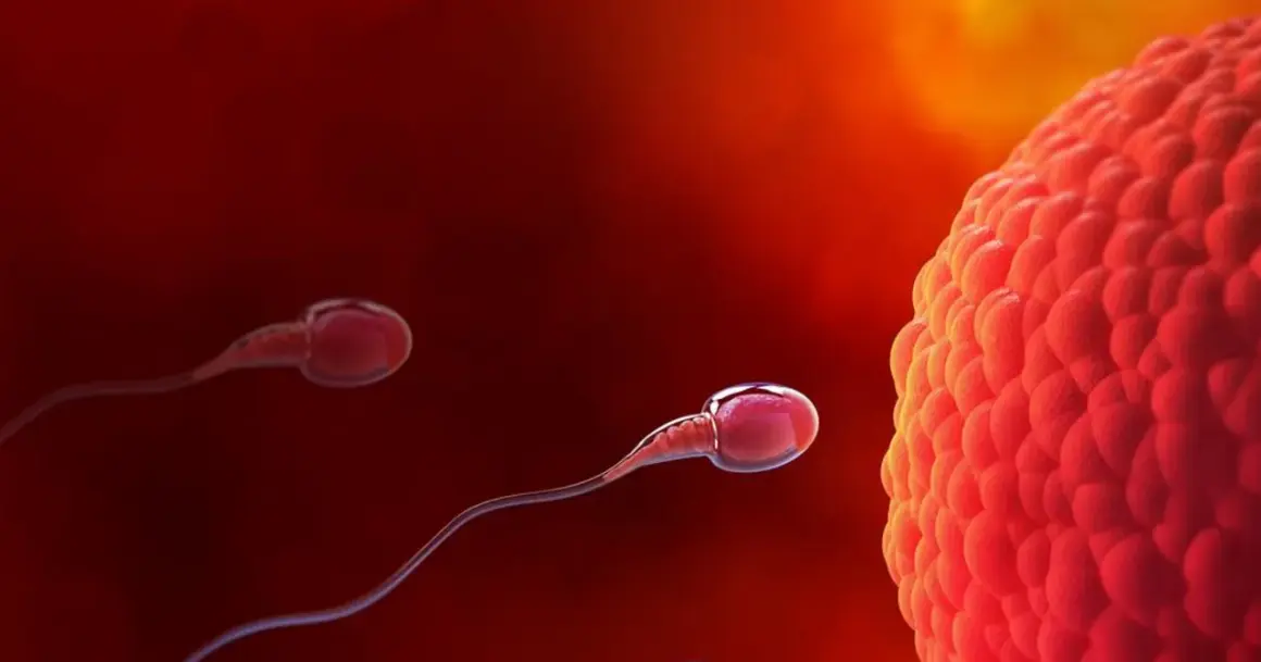Spermatozoa zbliżają się do komórki jajowej, rozpoczynając proces zapłodnienia i potencjalną implantację.