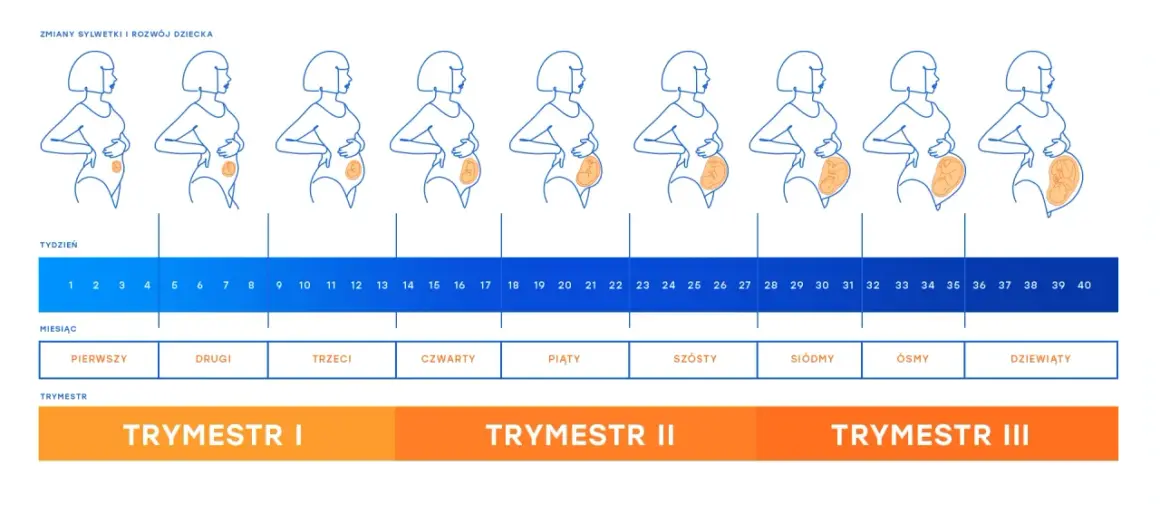 Grafika pokazuje etapy ciąży, od pierwszych tygodni do 40. tygodnia, z widocznymi zmianami sylwetki i rozwojem dziecka.