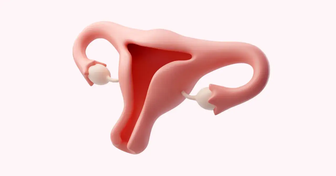 Anatomia kobieca: macica, jajowody i jajniki. Wizualizacja przypomina skalę Bishopa, oceniającą gotowość szyjki macicy do porodu.