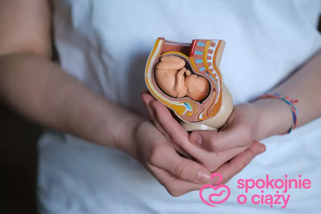 Model płodu w macicy, ukazujący rozpulchnioną szyjkę macicy. Dłonie trzymają model, symbolizując opiekę.