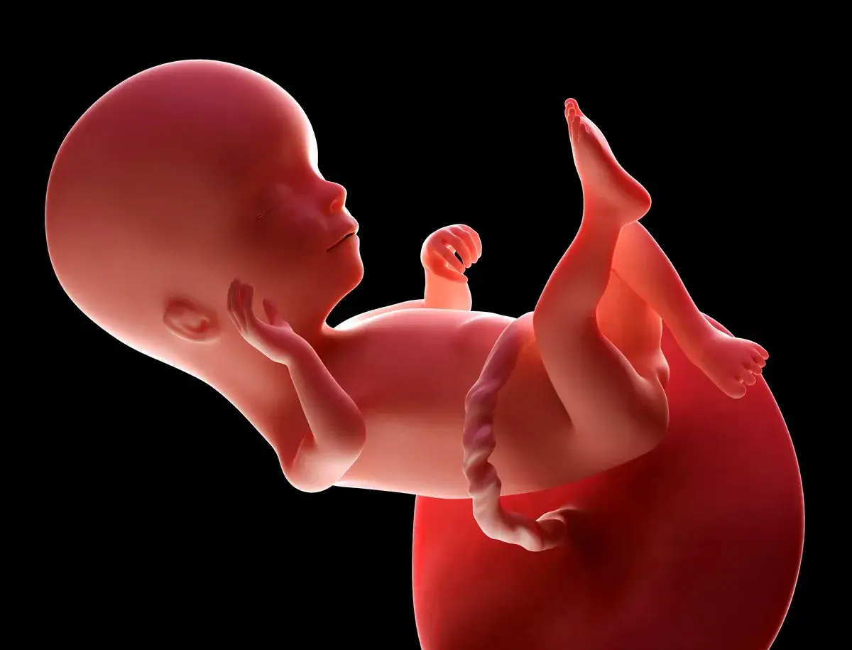 Płód w 16 tygodniu ciąży, czyli w czwartym miesiącu. Rozwija się w łonie matki, przygotowując do przyjścia na świat.