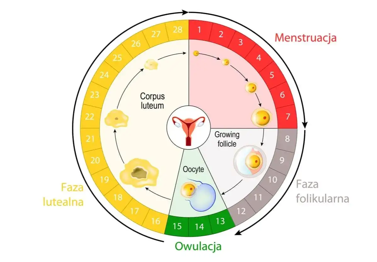 Cykl menstruacyjny: owulacja ile dni po okresie? Schemat pokazuje fazy cyklu: menstruację (dni 1-5), fazę folikularną (do ok. 14 dnia), owulację (ok. 14 dnia) i fazę lutealną.