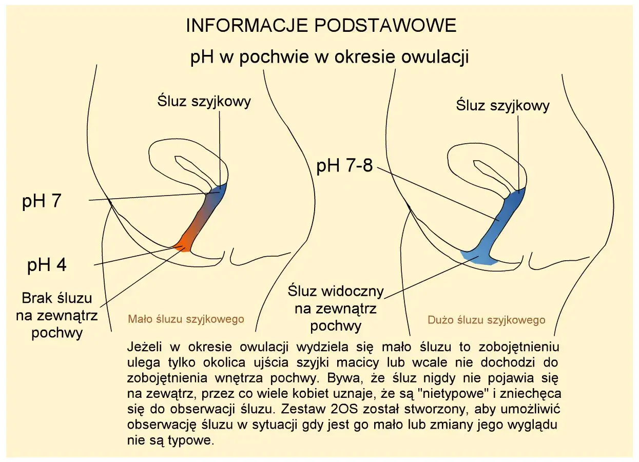 Ilustracja pokazuje zmiany pH i śluzu szyjkowego w pochwie podczas owulacji. W okresie owulacji śluz szyjkowy zmienia swoją konsystencję i pH.