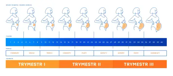 Etapy ciąży - jak wyglądają trzy trymestry?